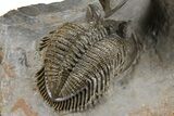 Triple Erbenochile Trilobite Association - Foum Zguid, Morocco #381177-6